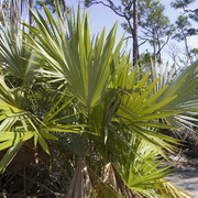 IMG_1665_thumb.jpg